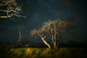 brinnande träd fotograferad på natt med en starry himmel, la pampa provins, patagonien , argentina. foto