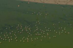 flamingos flock i en salt lagun, la pampa provinsen, Patagonien, argentina. foto