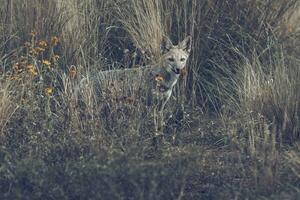 pampas grå räv i pampas gräs miljö, la pampa provins, patagonien, argentina. foto