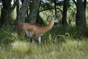 guanaco, lama guanicoe, luro parkera, la pampa provins, la pampa, argentina. foto