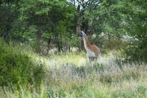 guanaco, lama guanicoe, luro parkera, la pampa provins, la pampa, argentina. foto