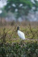 jabiru i våtmarks miljö, jabiru mycteria ,pantanal, mato grosso Brasilien. foto