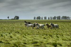 besättning av hästar i de landsbygden, la pampa provins, patagonien, argentina. foto