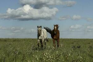 besättning av hästar i de landsbygden, la pampa provins, patagonien, argentina. foto