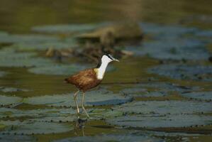 afrikansk jacana kruger nationell parkera söder afrika. foto