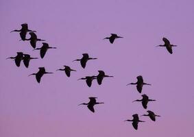 vit inför ibis , la pampa, patagonien, argentina foto