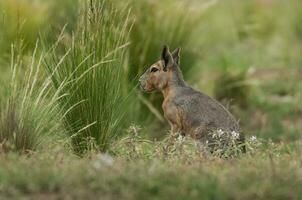 patagoniska cavi i pampas gräsmark miljö, la pampa provins, , patagonien , argentina foto