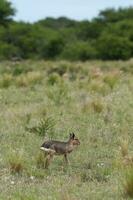 patagoniska cavi i pampas gräsmark miljö, la pampa provins, , patagonien , argentina foto