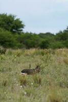 patagoniska cavi i pampas gräsmark miljö, la pampa provins, , patagonien , argentina foto