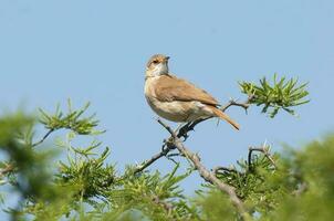 rufous hornero , argentine nationell fågel, ibera kärr, korrienter provins argentina. foto