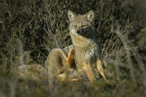 patagoniska grå räv, halvö valdes, patagonien argentina foto