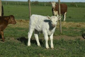 vit korthorn kalv , i argentine landsbygden, la pampa provins, patagonien, argentina. foto