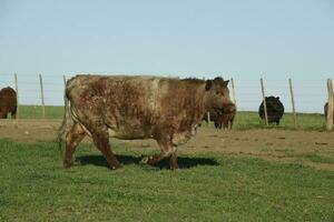 nötkreatur korthorn , i argentine landsbygden, la pampa provins, patagonien, argentina. foto