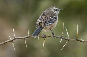 vit banded mokingbird i calden skog miljö, patagonien skog, argentina. foto