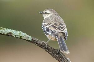 vit banded mokingbird i calden skog miljö, patagonien skog, argentina. foto