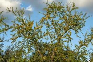 chanar träd i calden skog, blommat i vår, la pampa, argentina foto