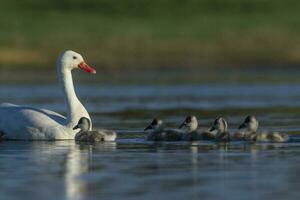 coscoroba svan med cygnets simning i en lagun , la pampa provins, patagonien, argentina. foto