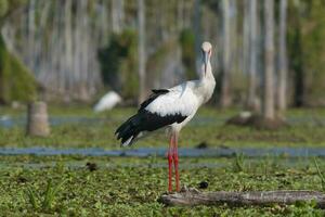 maguari stork, la estrella kärr, natur boka, formosa provins, argentina. foto