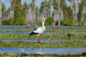 maguari stork, la estrella kärr, natur boka, formosa provins, argentina. foto