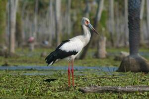 maguari stork, la estrella kärr, natur boka, formosa provins, argentina. foto