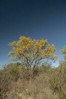 chanar träd i calden skog, blommat i vår, la Pampa, Argentina foto