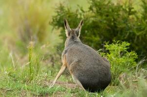 patagoniska cavi i gräsmark miljö , la pampa provins, patagonien , argentina foto