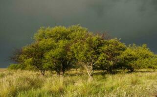 calden skog landskap, prosopis caldenia växter, la pampa provins, patagonien, argentina. foto