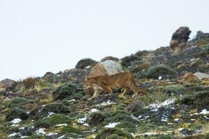 puma gående i berg miljö, torres del paine nationell parkera, patagonien, Chile. foto