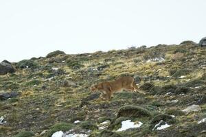 puma gående i berg miljö, torres del paine nationell parkera, patagonien, Chile. foto