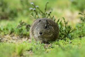 öken- cavi, lihue cal nationell parkera, la pampa provins, patagonien , argentina foto