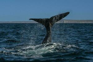 sohutern rätt val svans, endangered arter, patagonien, argentina foto