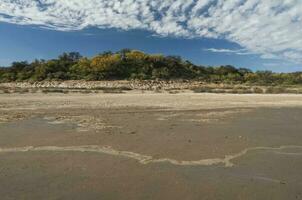 chanar träd i calden skog, blommat i vår, la pampa, argentina foto