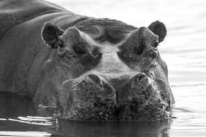 flodhäst amfibie i vattenhål, kruger nationell park, söder afrika foto