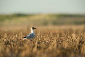 brun huvor mås, la pampa provins, patagonien, argentina foto