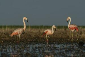 flamingos i pampas lagun miljö, la pampa, patagonien argentina foto