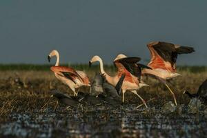 flamingos i pampas lagun miljö, la pampa, patagonien argentina foto