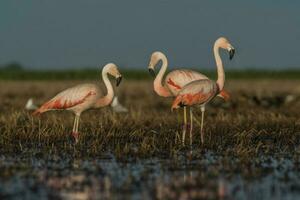 flamingos i pampas lagun miljö, la pampa, patagonien argentina foto