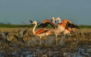 flamingos i pampas lagun miljö, la pampa, patagonien argentina foto