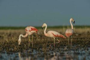 flamingos i pampas lagun miljö, la pampa, patagonien argentina foto