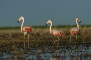flamingos i pampas lagun miljö, la pampa, patagonien argentina foto