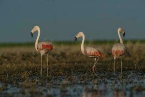 flamingos i pampas lagun miljö, la pampa, patagonien argentina foto