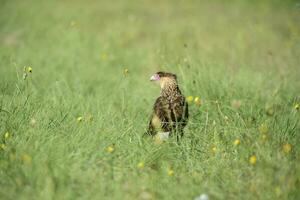 sydlig naken caracara, patagonien , argentina foto