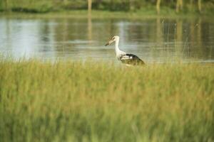 stork på en lagun, la Pampa, Argentina foto