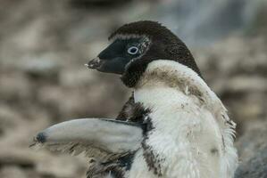 adelie pingvin, juvenil ändring fjädrar, paulet ö, antarctica foto