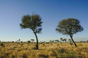 afrikansk savann landskap foto