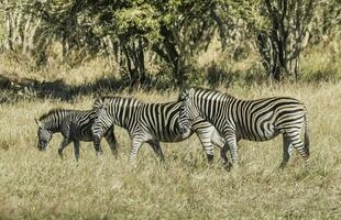 besättning av zebror i de afrikansk savann foto