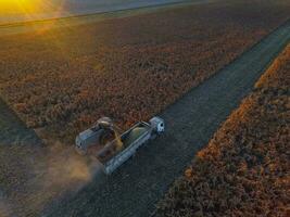 durra skörda, i la pampa, argentina foto