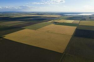 vete fält redo till skörda, i de pampas enkel, la pampa, argentina. foto