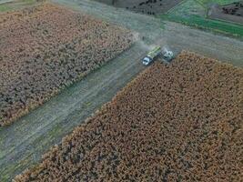 durra skörda, i la pampa, argentina foto