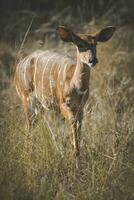 nyala, söder afrika foto